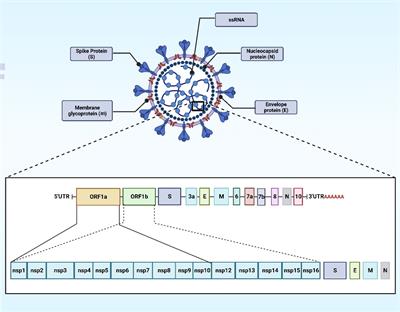 Decoding the intricacies: a comprehensive analysis of microRNAs in the pathogenesis, diagnosis, prognosis and therapeutic strategies for COVID-19